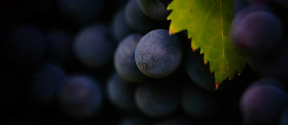 “The Montepulciano Grape: A Treasure of Italian Wine”