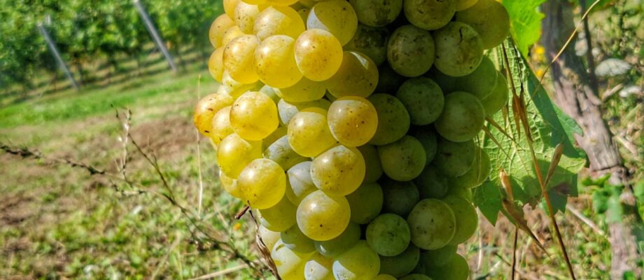 “Montonico: Story of Resilience and Passion in Abruzzo’s Winemaking”